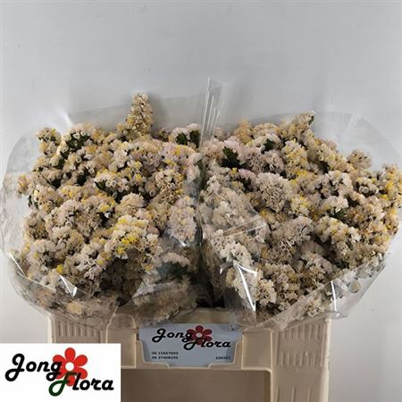 <h4>Lim S Apri Sun Birds</h4>