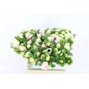 Anem Marianne Panda White