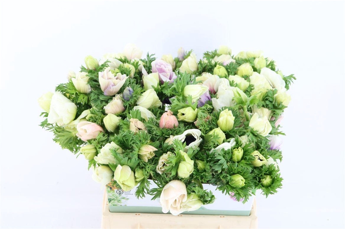 <h4>Anem Marianne Panda White</h4>