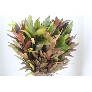 Aesculus hip.   ...deco