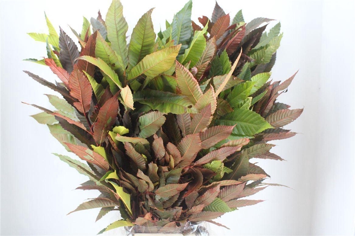 <h4>Aesculus hip.   ...deco</h4>