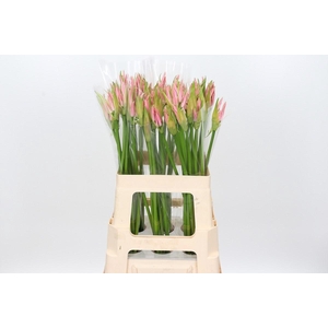 NERINE VESTA K*