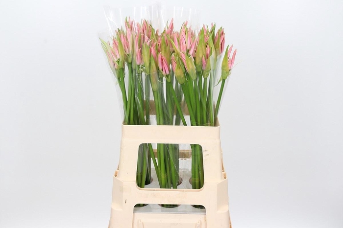 <h4>NERINE VESTA K*</h4>