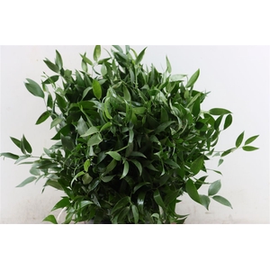 Ruscus Short 400gr P Bunch