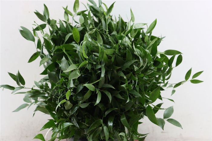 <h4>Ruscus Short 400gr P Bunch</h4>