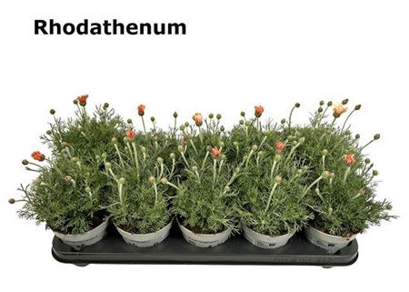 <h4>Rhodanthemum Zagora</h4>