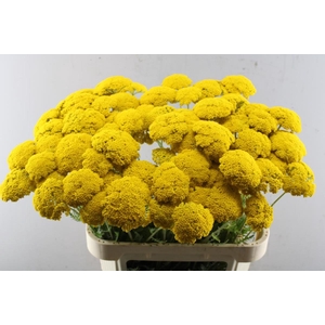 Achillea parkers variety