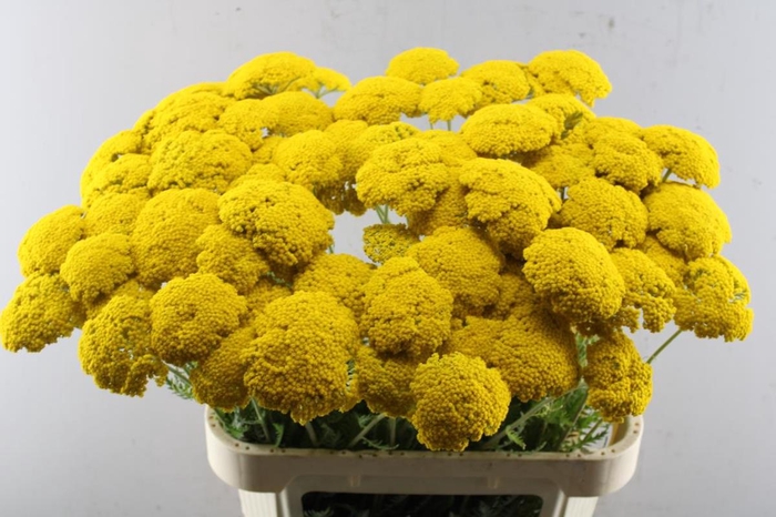 <h4>Achillea parkers variety</h4>