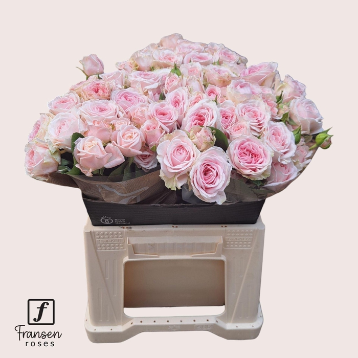 <h4>Rosa TR 'Fatal Attraction' FRANSEN</h4>