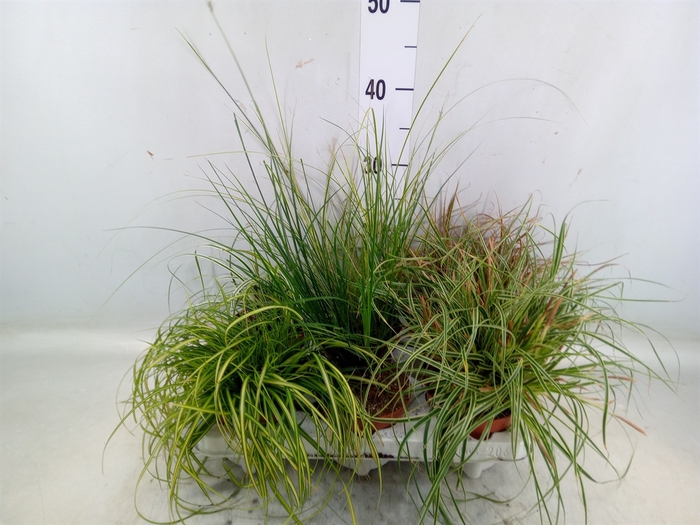 <h4>Carex   ...mix</h4>