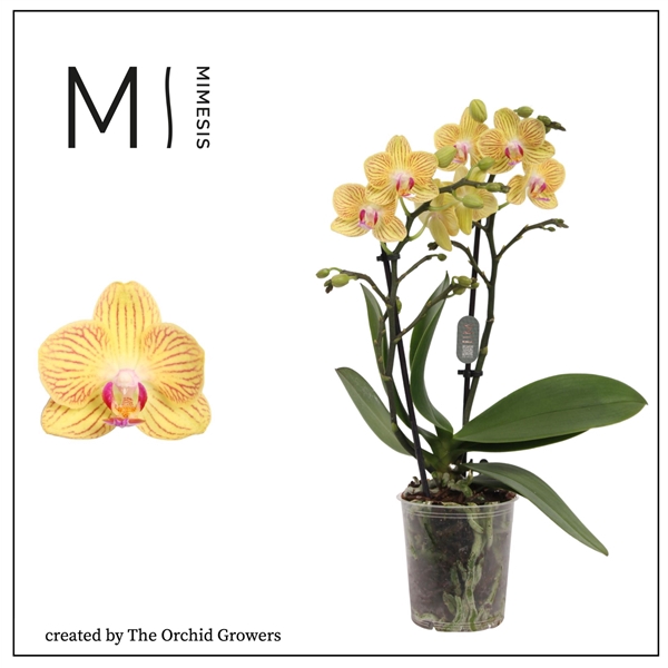 <h4>Mimesis Phal. Lima - 2 spike 9cm</h4>