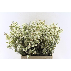 Chamelaucium Sirius White