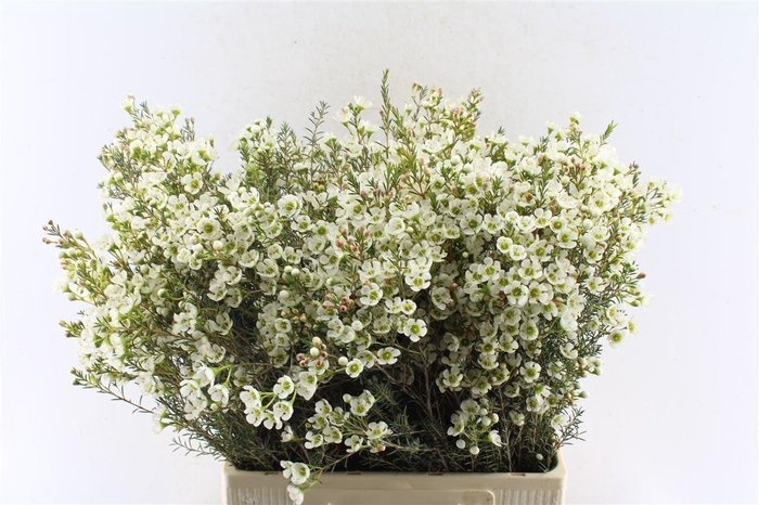 <h4>Chamelaucium Sirius White</h4>