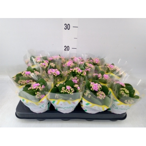 Kalanchoe blos. 'Calandiva Zeta'