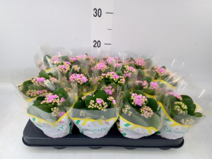 <h4>Kalanchoe blos. 'Calandiva Zeta'</h4>