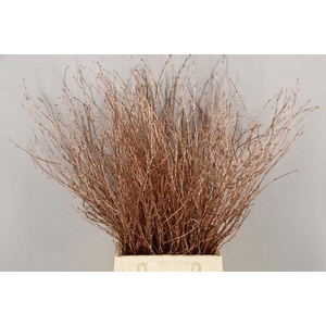 Betula Bs Copper Fst