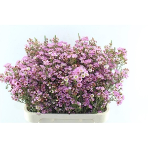 Chamelaucium Adi Pink