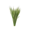 FOLHAGEM TRIGO VERDE