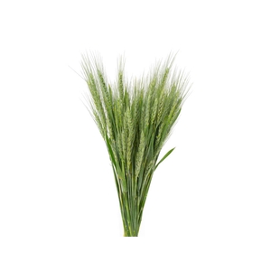 FOLHAGEM TRIGO VERDE