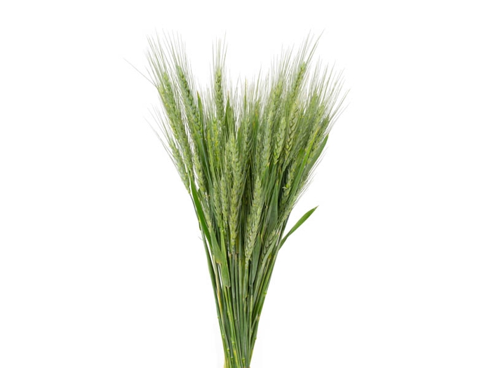 <h4>FOLHAGEM TRIGO VERDE</h4>