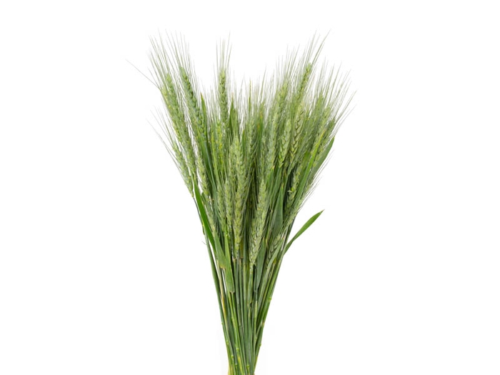 <h4>FOLHAGEM TRIGO VERDE</h4>