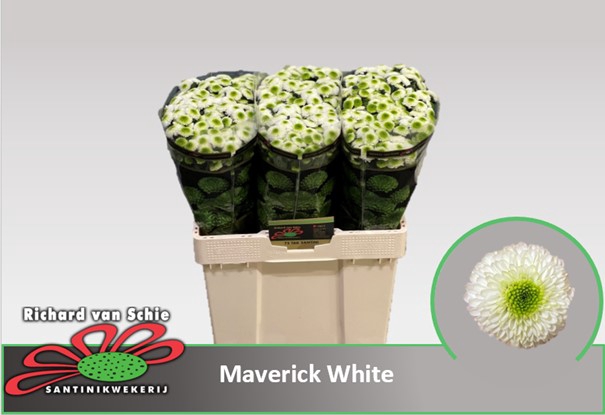 CHR S MAVERICK WHITE