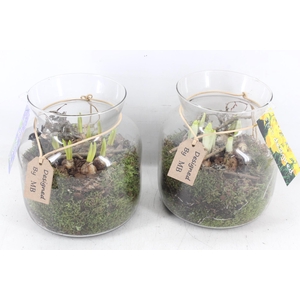 arr4 Bollenmix MB - Glas candy 285/5