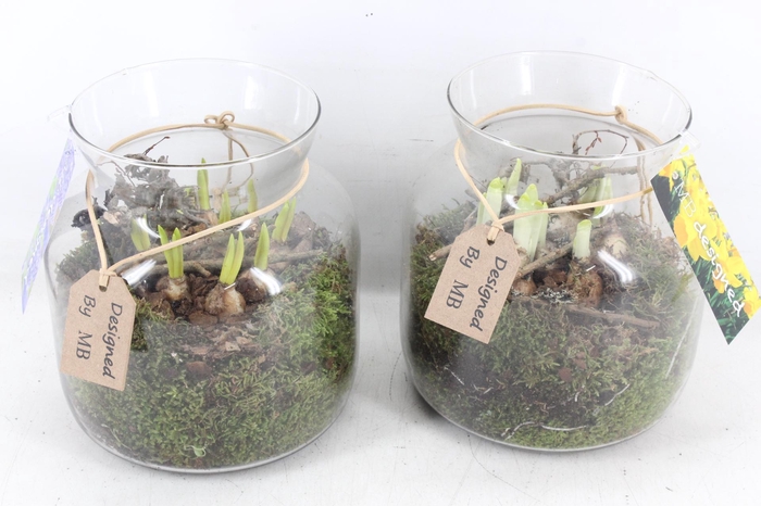 <h4>arr4 Bollenmix MB - Glas candy 285/5</h4>