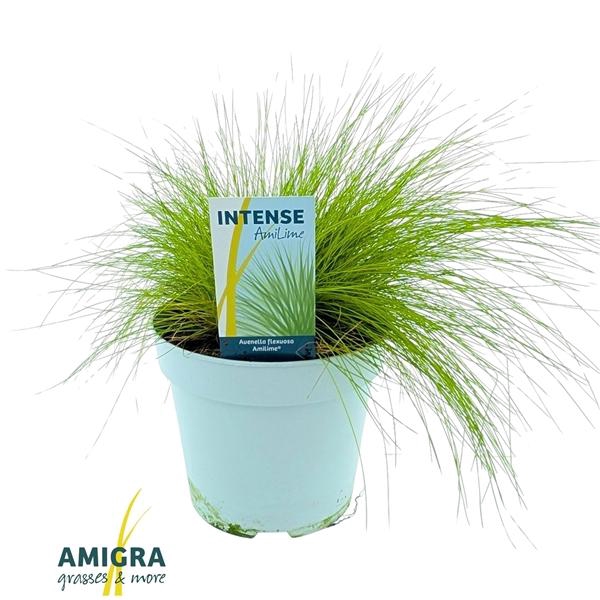 <h4>Deschampsia flexuosa Amilime</h4>