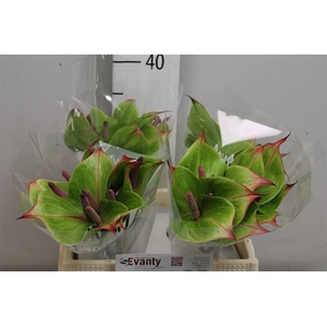 Anth Jaguar Green 40 L35