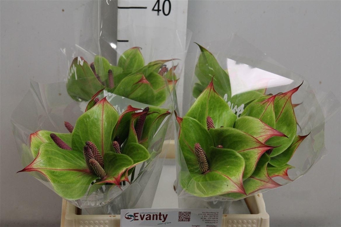 <h4>Anth Jaguar Green 40 L35</h4>