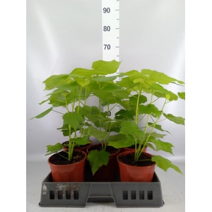 Sparrmannia africana