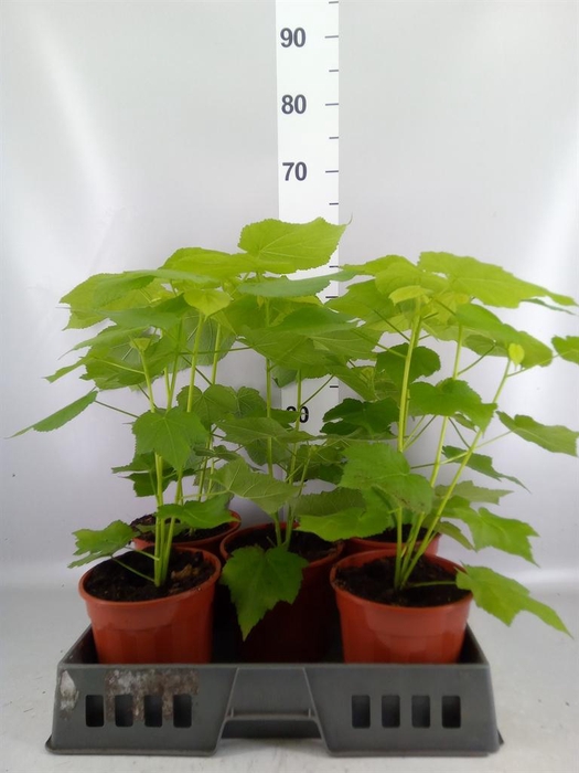 <h4>Sparrmannia africana</h4>
