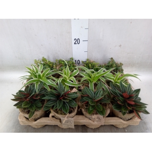 Arr.   Kamerplant Groen L%