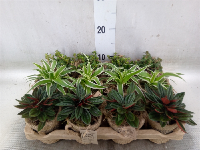 <h4>Arr.   Kamerplant Groen L%</h4>