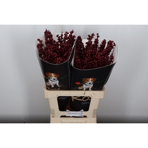 Ilex Wx (Ex) Bordeaux