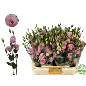 EUS G ROSI LIGHT PIN