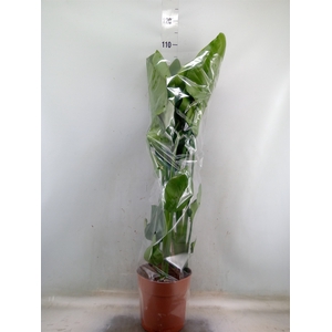 Strelitzia nicolai