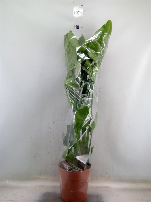 <h4>Strelitzia nicolai</h4>