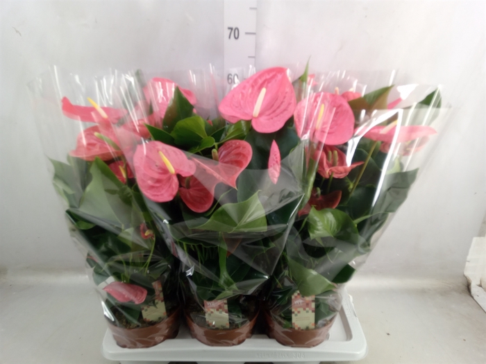 <h4>Anthurium andr. 'California'</h4>