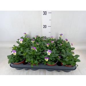 Viola corn. 'Evo Mini Lavender Pk'