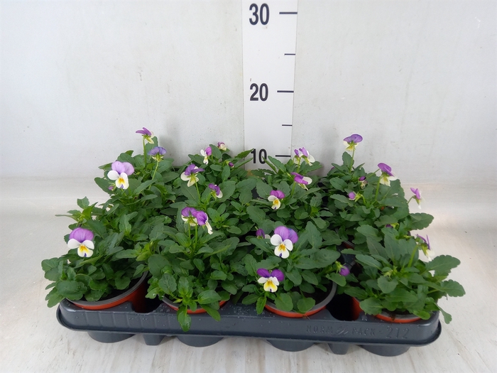 <h4>Viola corn. 'Evo Mini Lavender Pk'</h4>