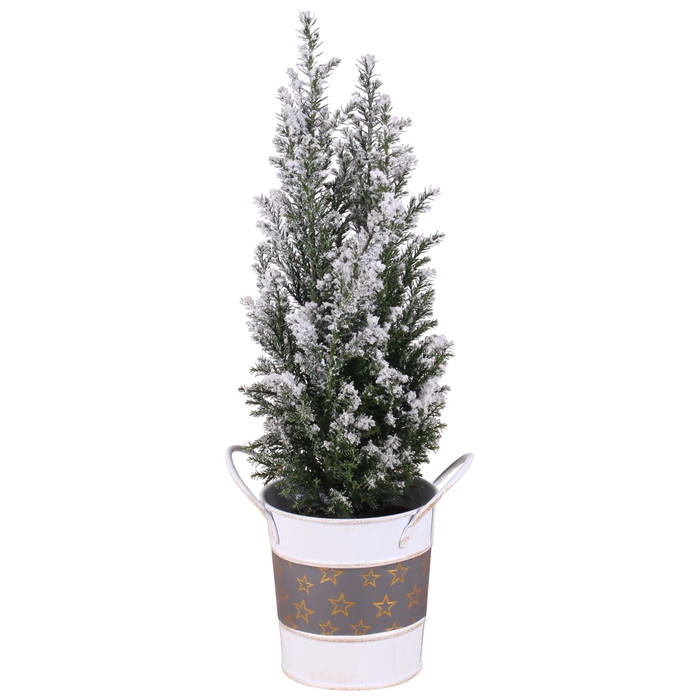 <h4>Opm Christmas Arr. Conifer Zinc Pot Round Star Des</h4>