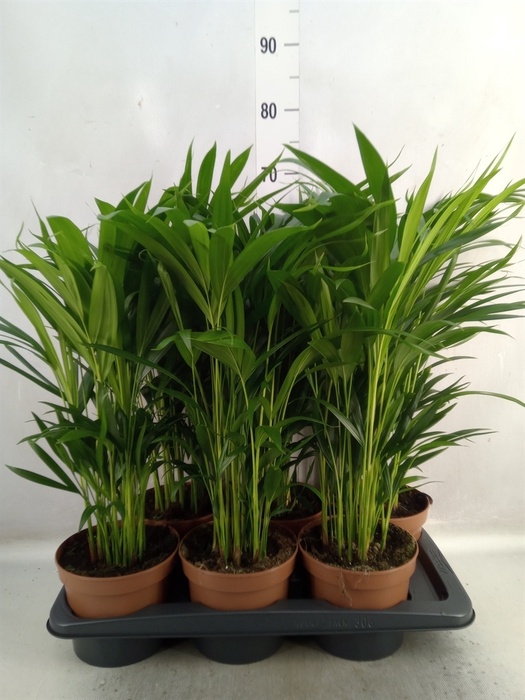 <h4>Dypsis lutescens   ...Chrysalidoca</h4>