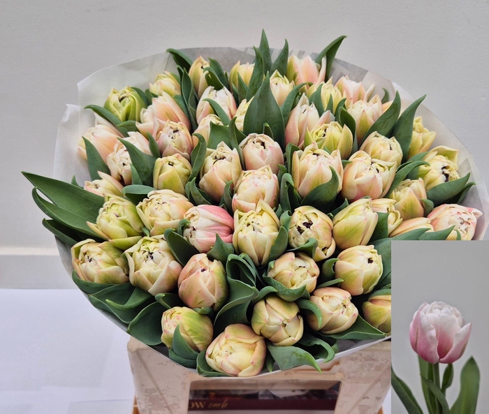 <h4>TU DU SAMBUCA</h4>