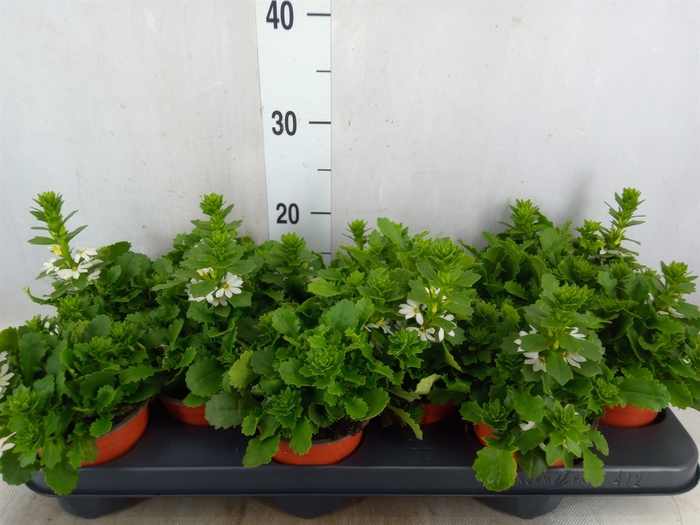 <h4>Scaevola  'Whirlwind White'</h4>