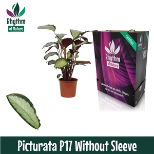 Calathea 17cm Picturata Rhythm of Nature zonder hoes