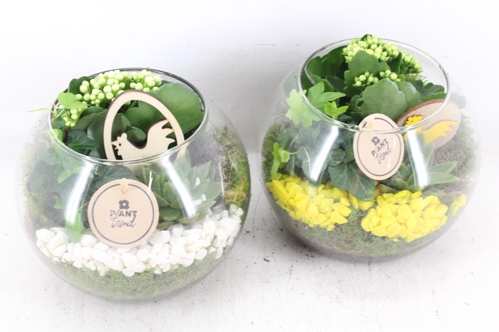 <h4>arr2 PL - Glas bol x5 - geel/wit</h4>