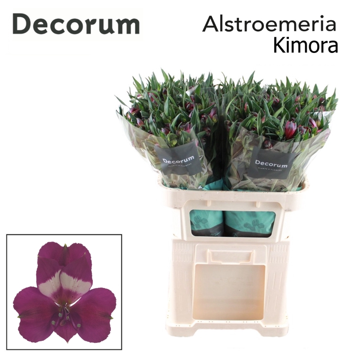 <h4>ALSTR KIMORA Decorum</h4>
