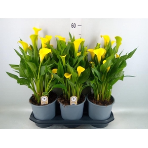 Zantedeschia  'Sunclub'